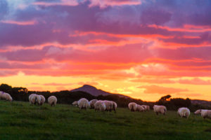 Schafe abends auf einer Weide